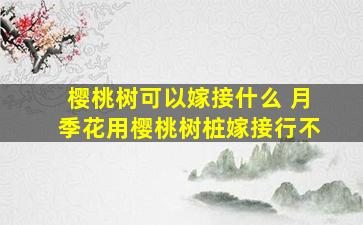 樱桃树可以嫁接什么 月季花用樱桃树桩嫁接行不